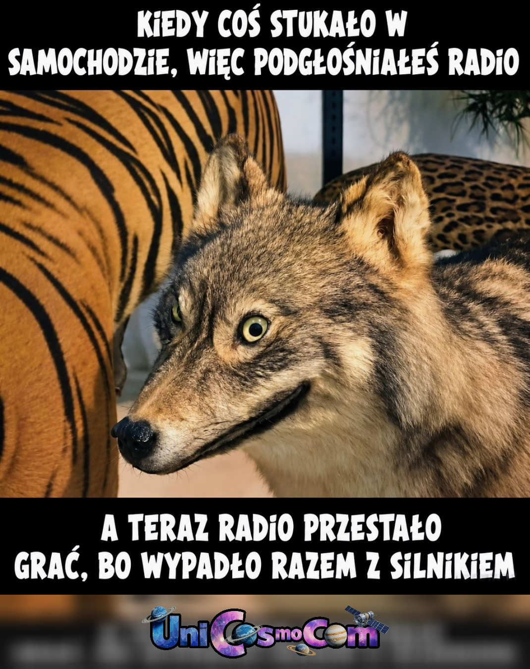 Ups – Mem internetowy w UniCosmoCom [#mem #wilk #co_się_stało]